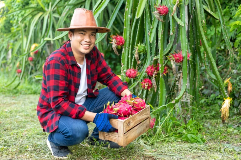 asian farmers with dragon fruit garden Horizontal 768x512