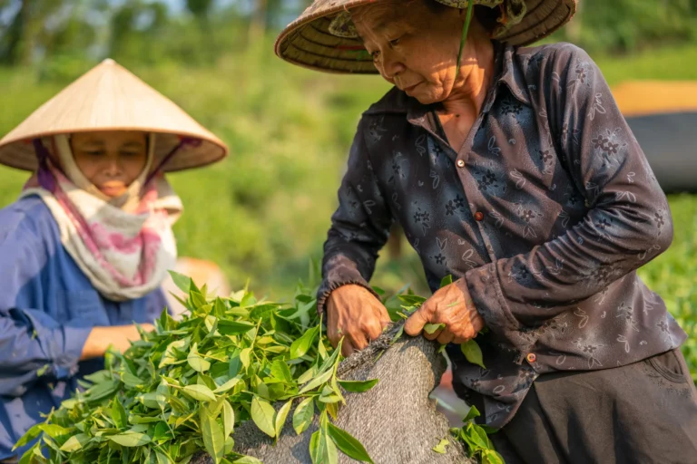 elderly person harvesting Horizontal 768x512